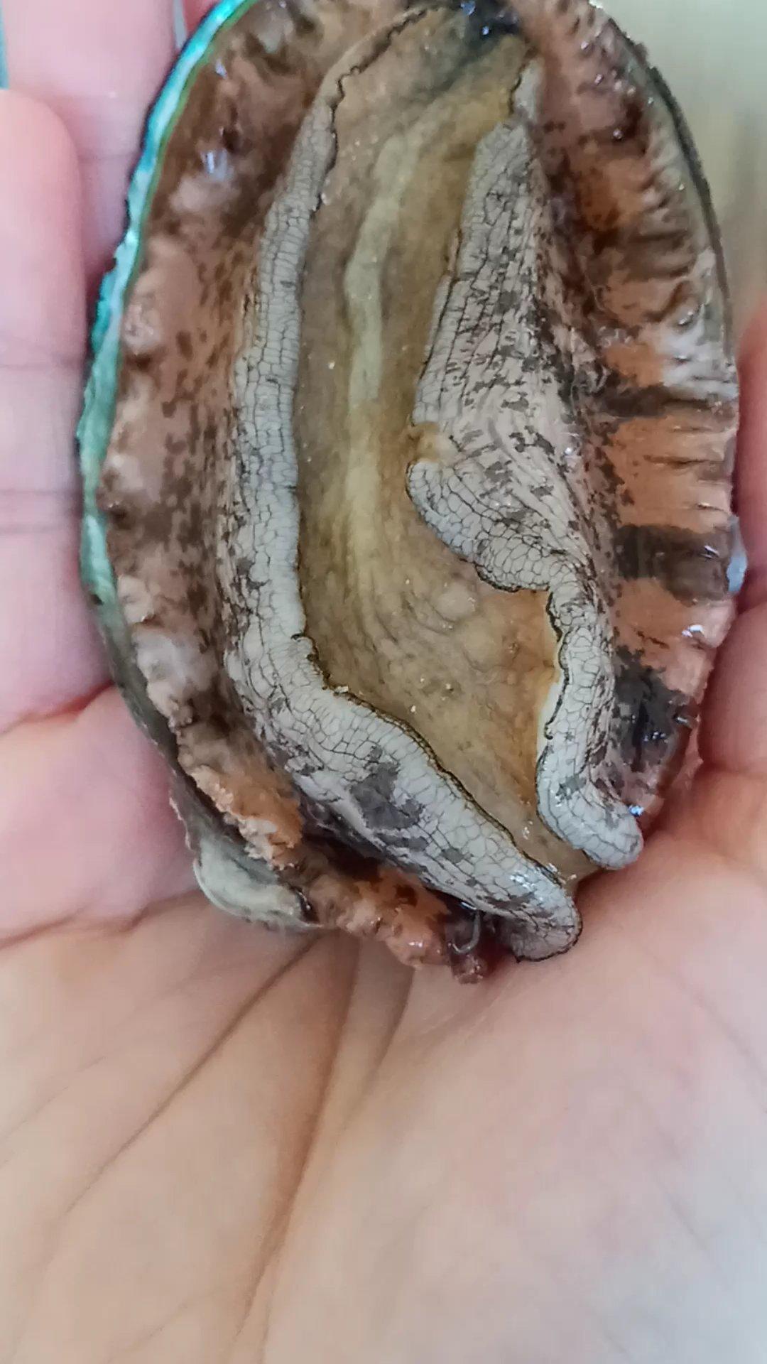 快手处理小鲍鱼