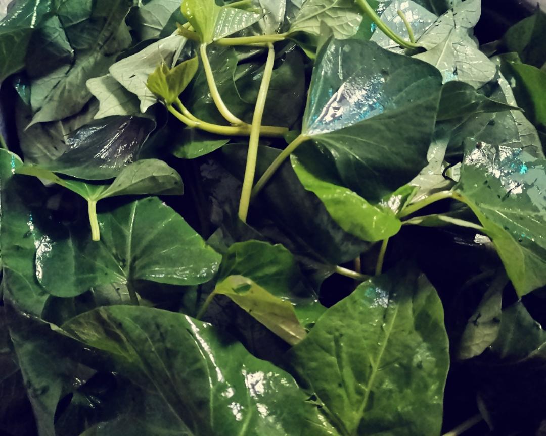 地瓜叶