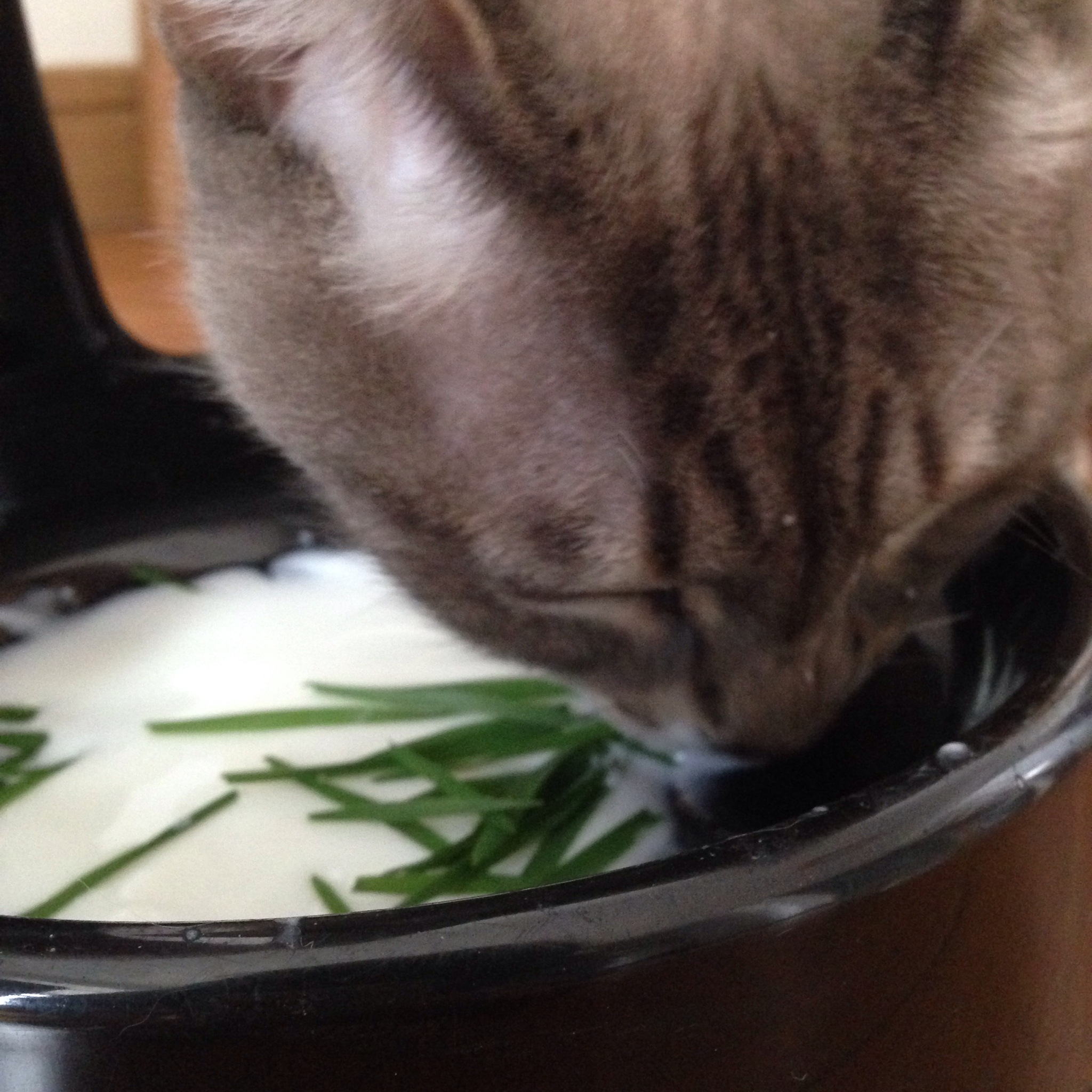 猫草（无土栽培）