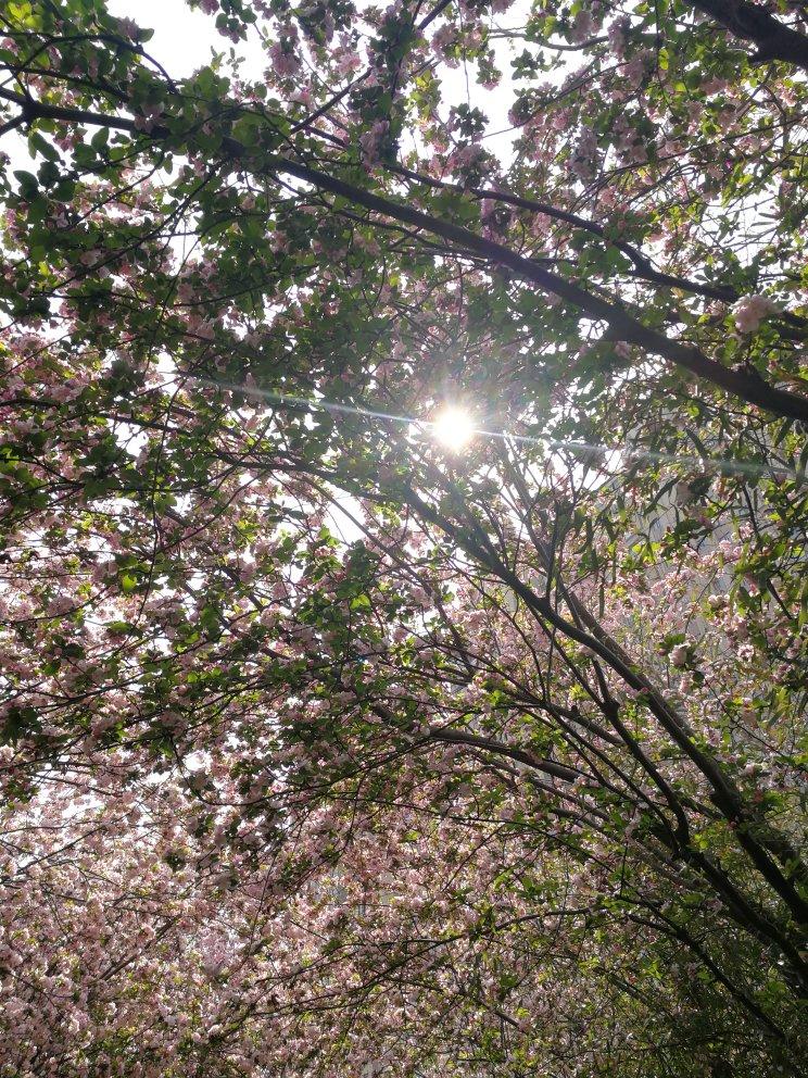 【柠檬酸辣鸡爪】自制超级无敌美味的网红鸡爪