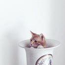猫萌187