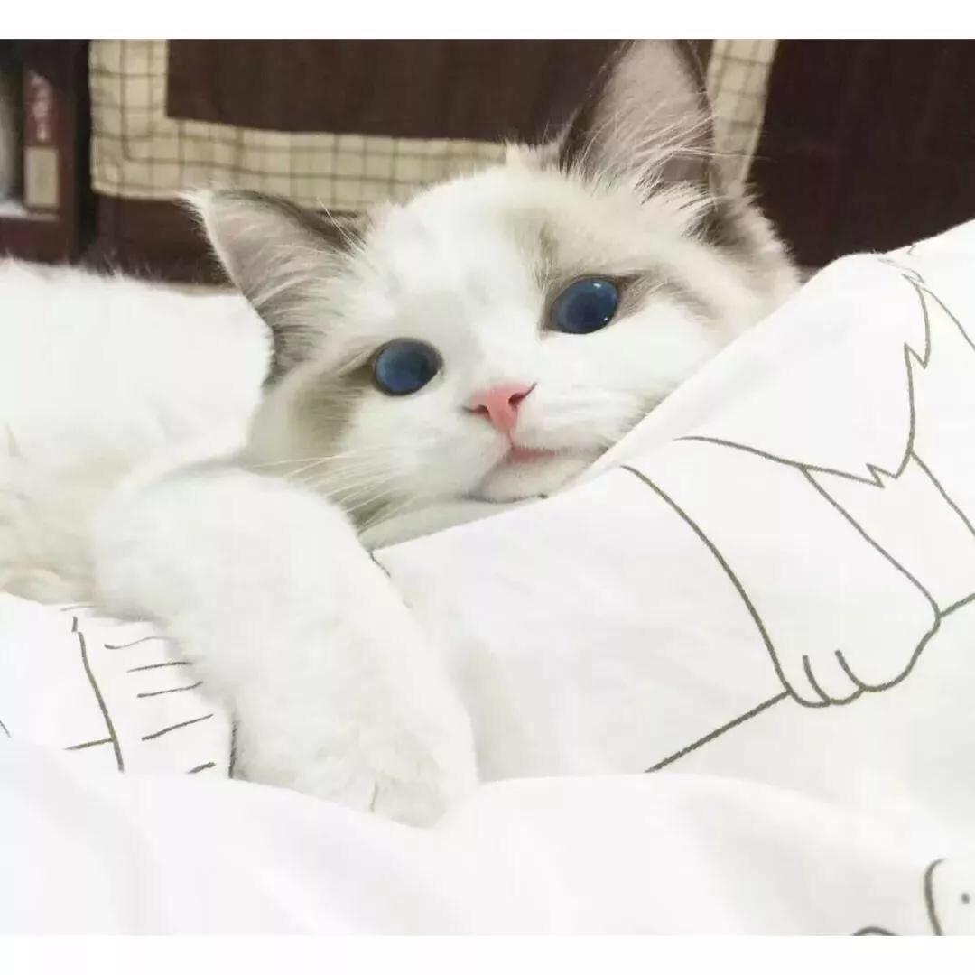可乐打包不加冰