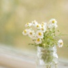 葱花_xryt