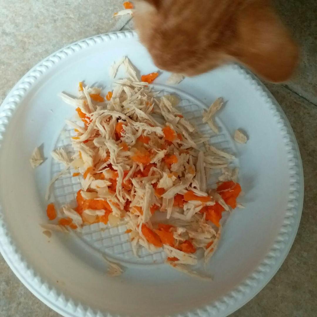 猫饭！猫吃的饭！