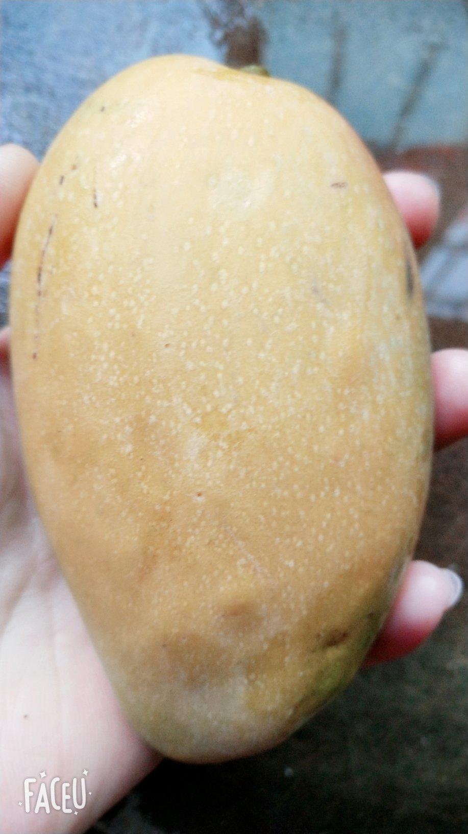 牛奶芒果布丁（吉利丁片）