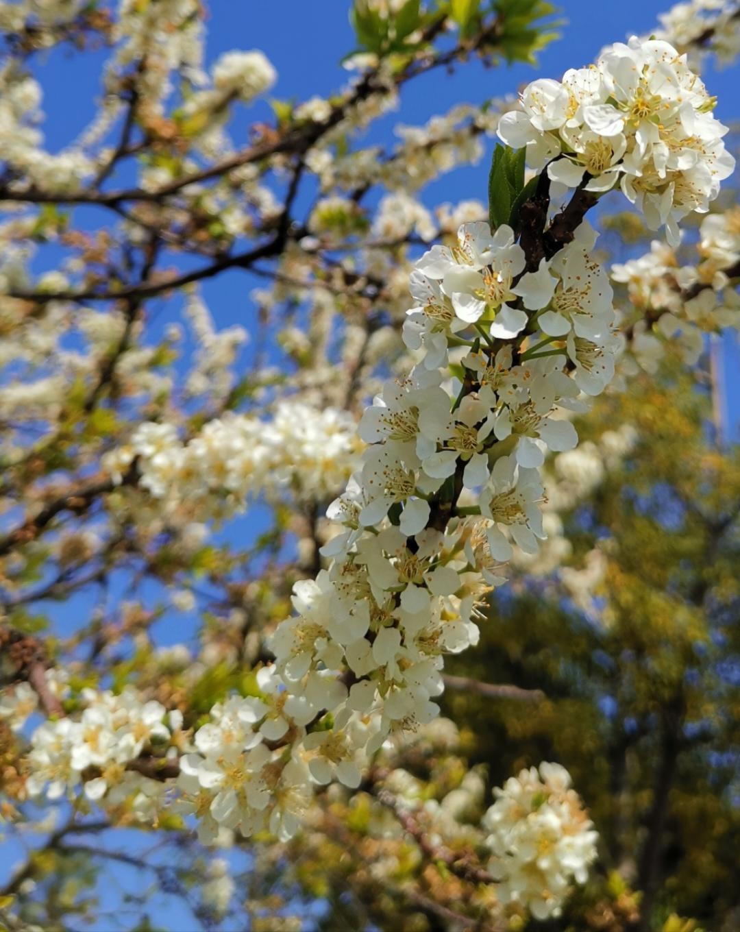 有花半开