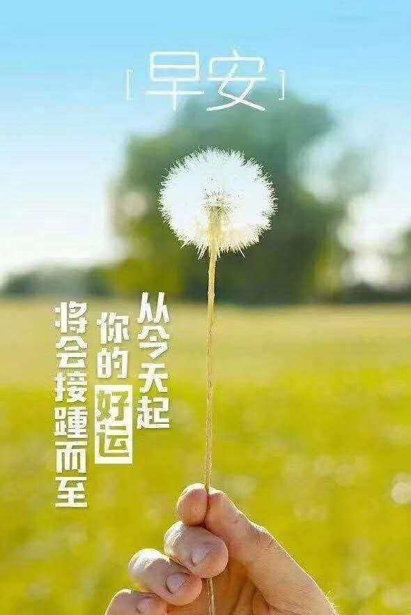 地胆头  忍冬藤  大飞扬草  板蓝根，每样各10克。的做法