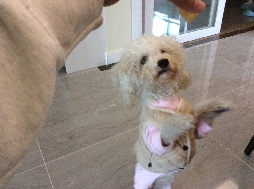 《Tinrry+》不回缩的Q弹麻薯包（恐龙蛋）