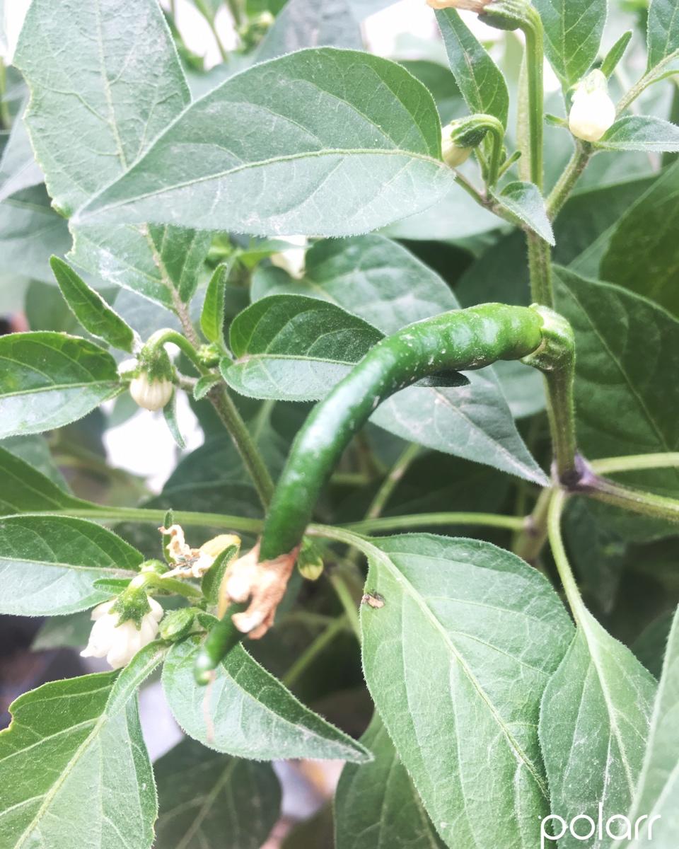 ☀李火火一天家小食🌸🍀