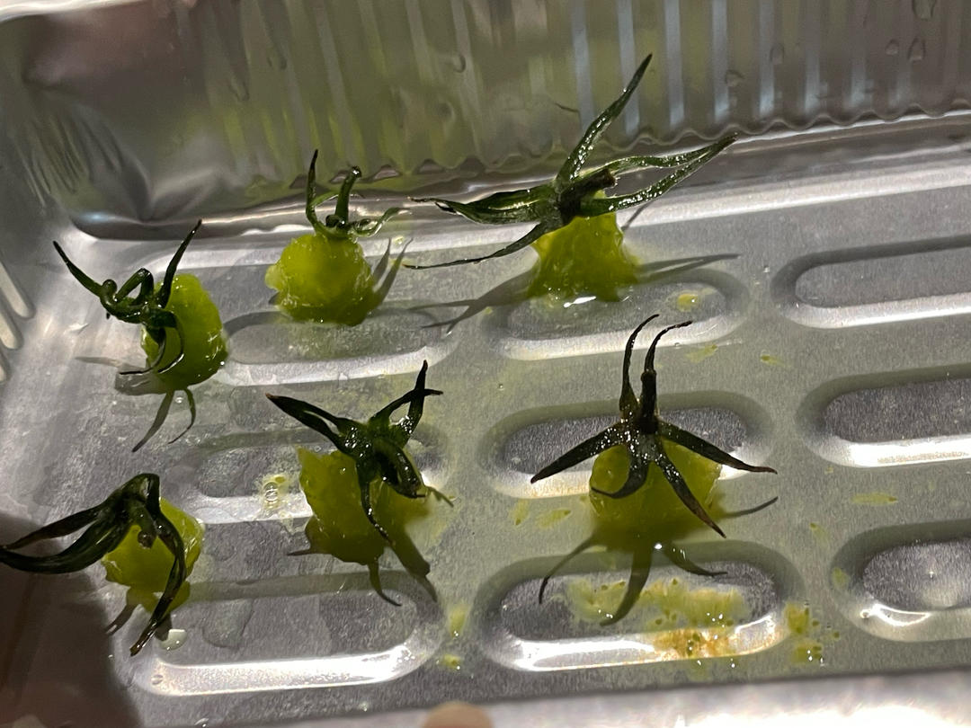 多肉小番茄（幼儿作品）