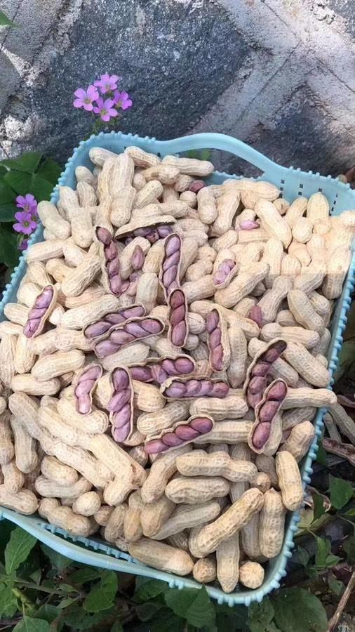 超简单花生露，营养美味