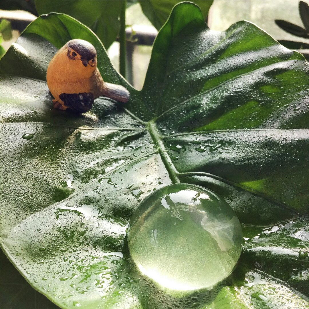 樱花水信玄饼
