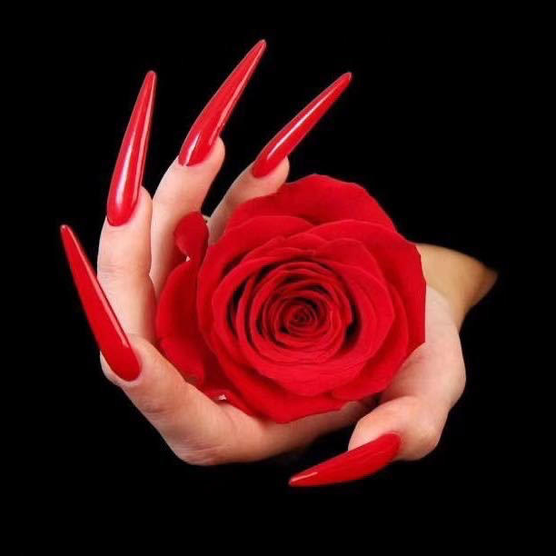 小懒猫天天有鱼吃