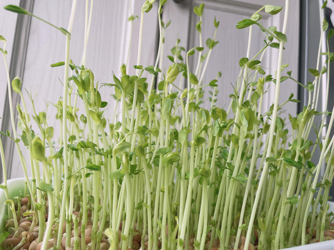 疫情期的留学生青菜自给自足攻略