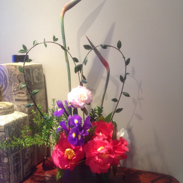 我家的花花草草