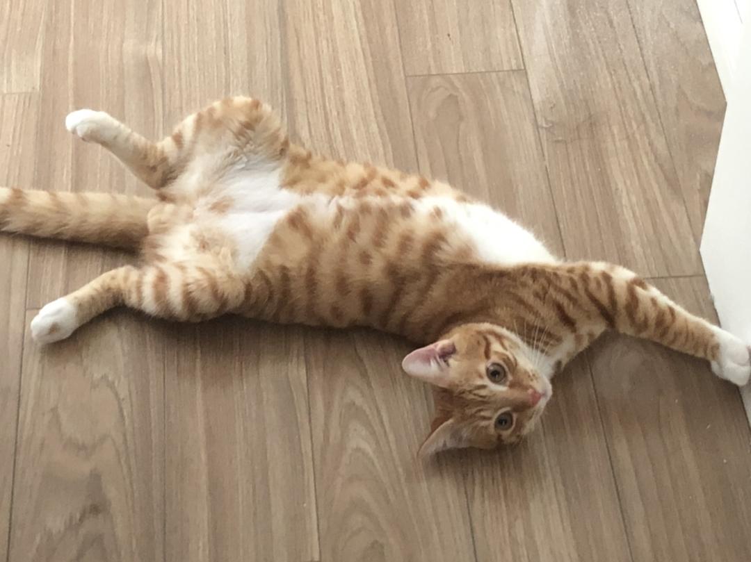 减肥减脂）番茄龙利鱼