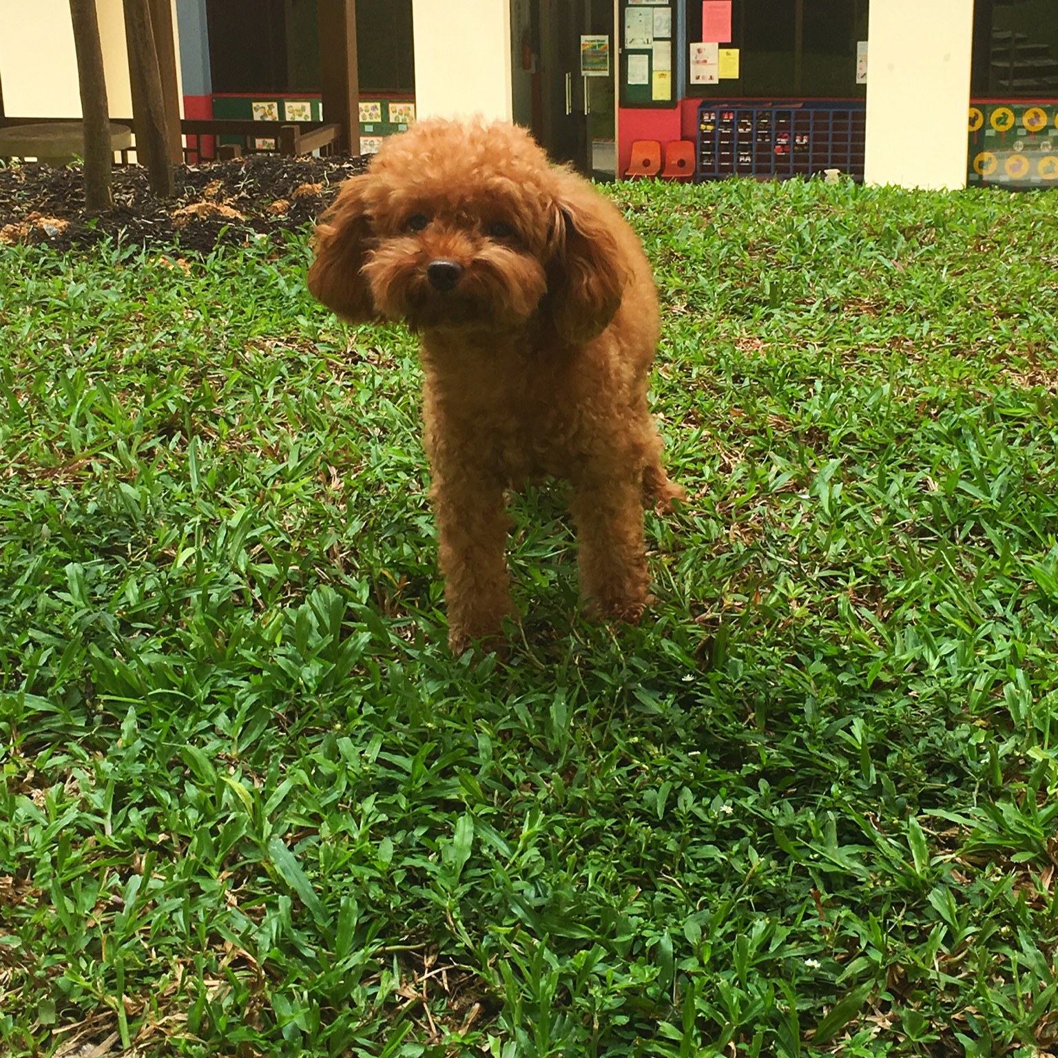 挑食狗狗的营养餐