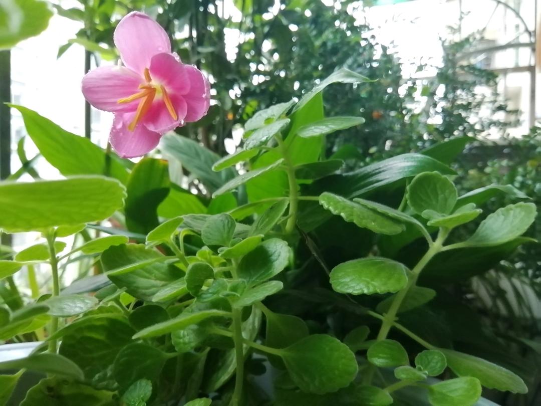 木瓜牛奶冻