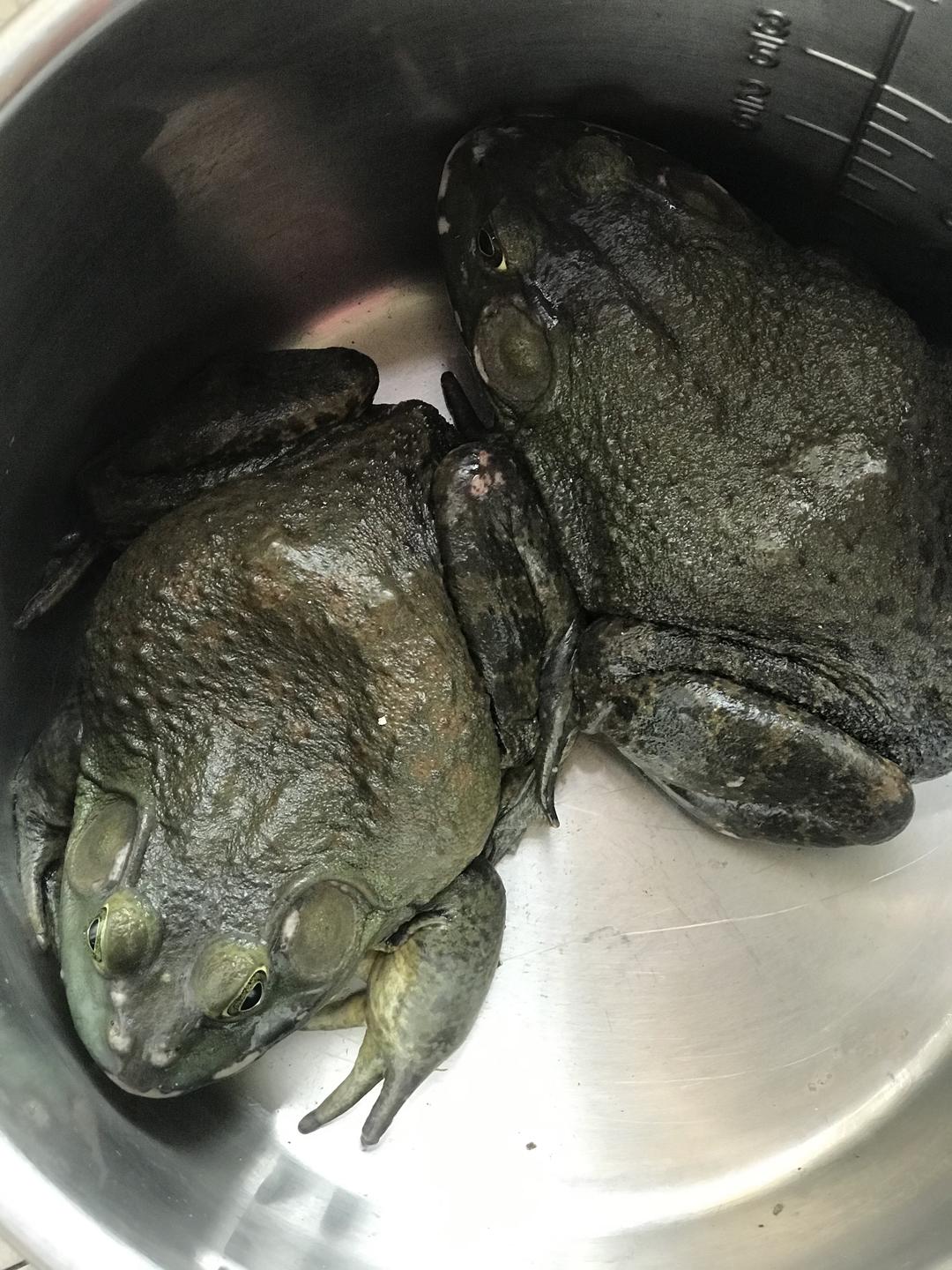 辣椒炒牛蛙的做法