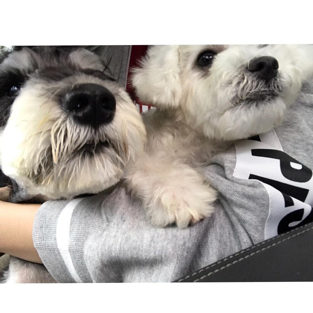 提莫的小迷妹儿