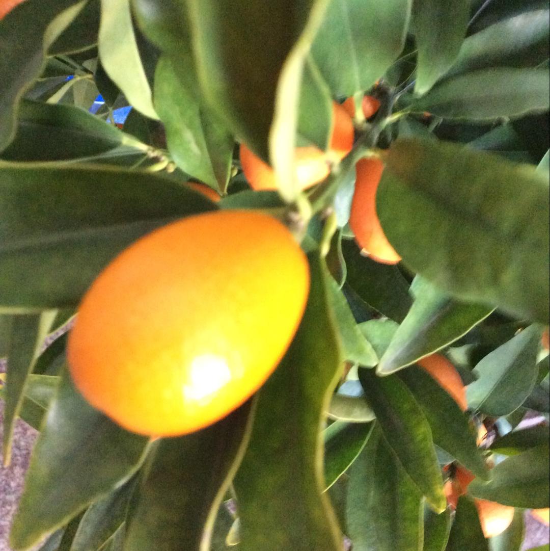 冰糖金桔 宝宝辅食食谱