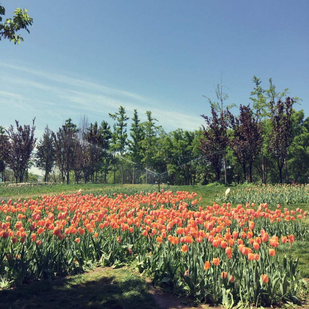 西红柿鸡蛋疙瘩汤