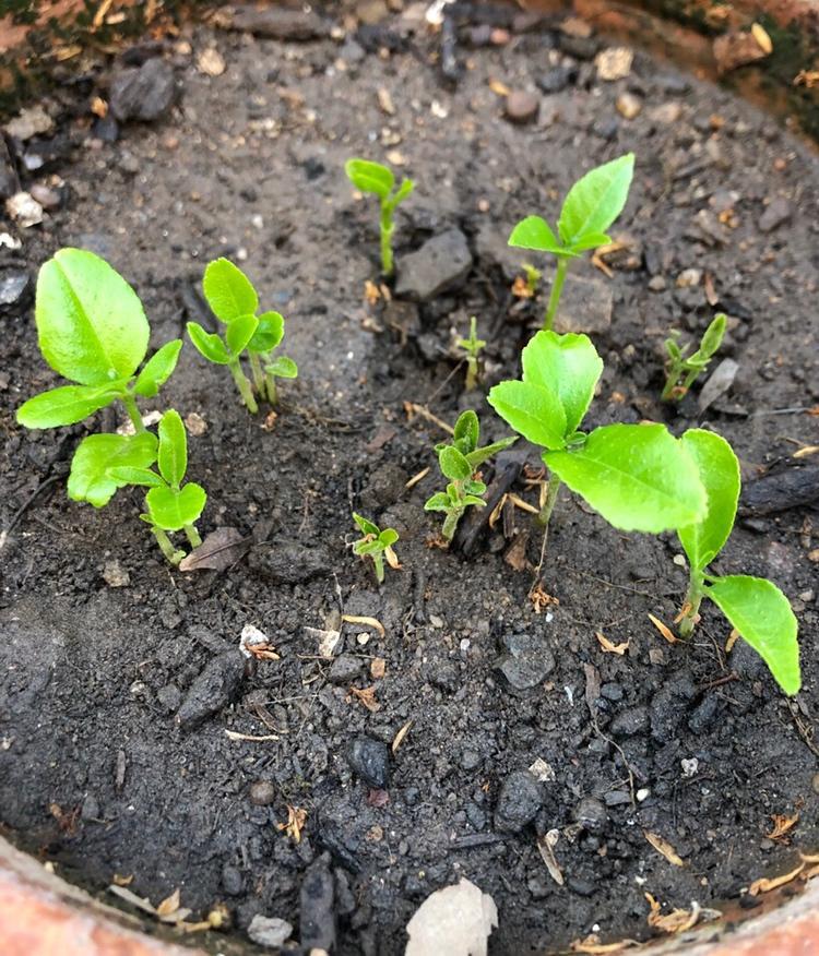 种一杯随取随用的柠檬叶