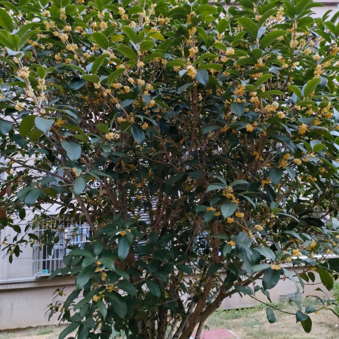 下厨房用户_035ob