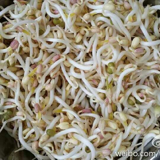 自发绿豆芽的做法