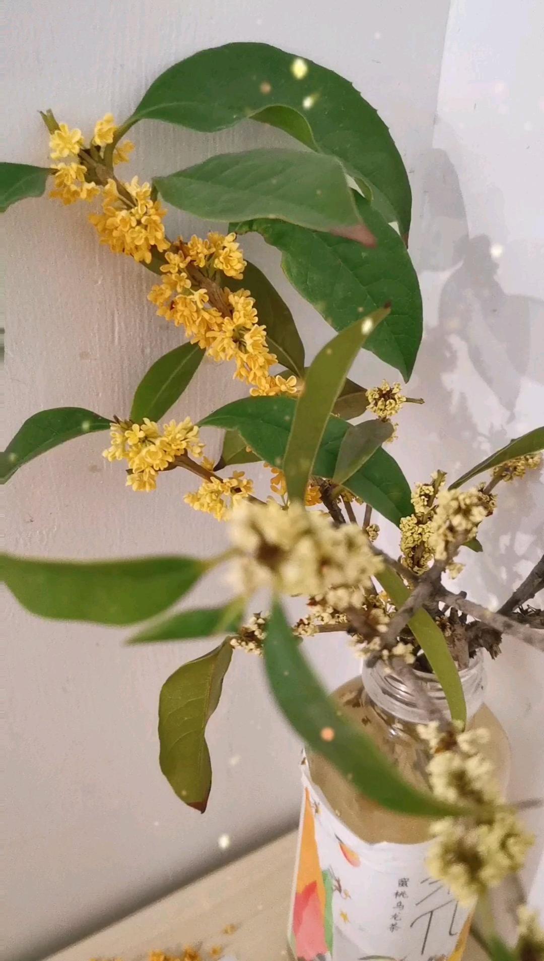自制桂花蜜酱