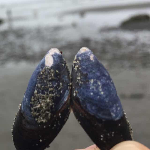大妙妙妙