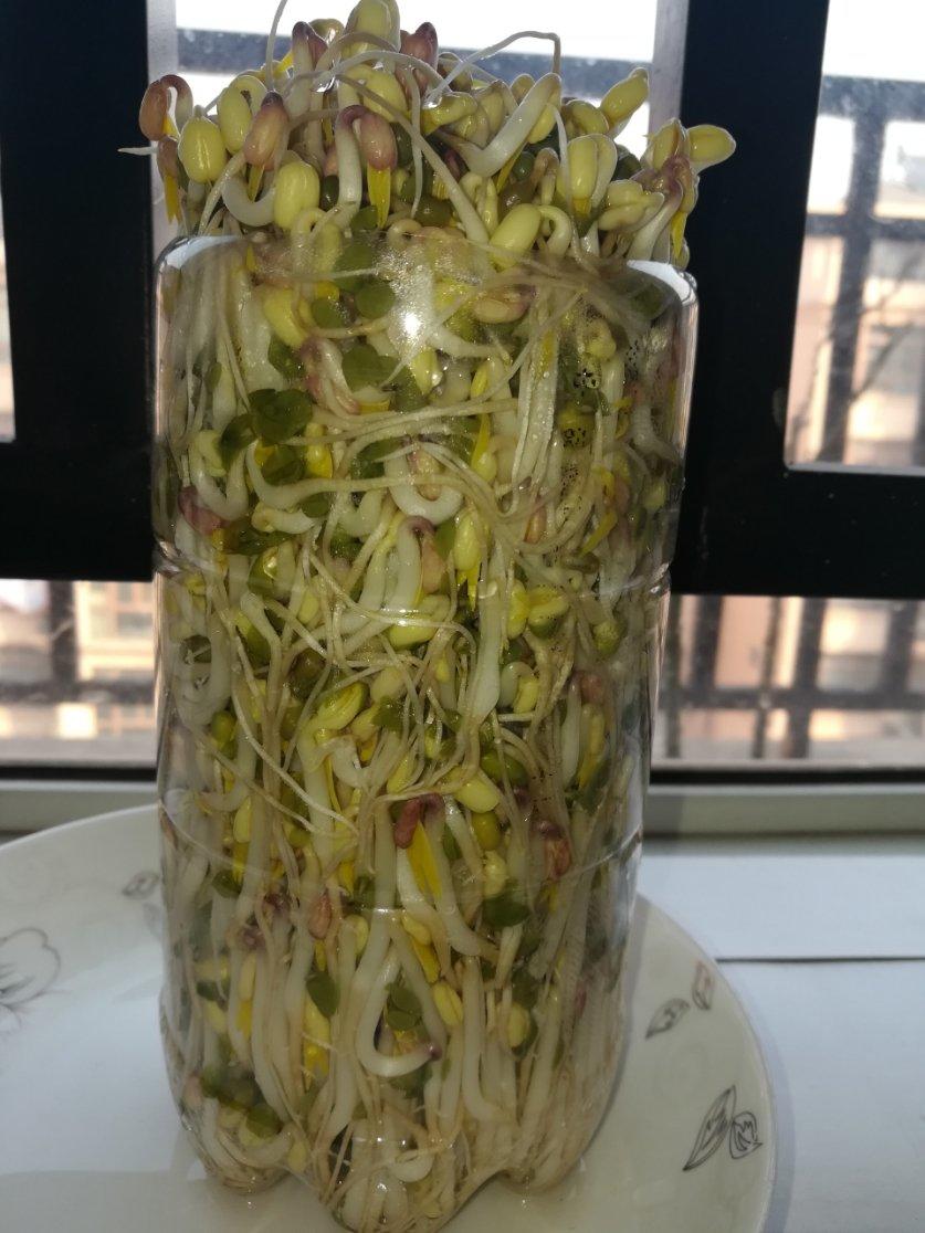 自发豆芽（可乐瓶发豆芽0失败！）