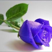 傻傻乎乎傻乎乎