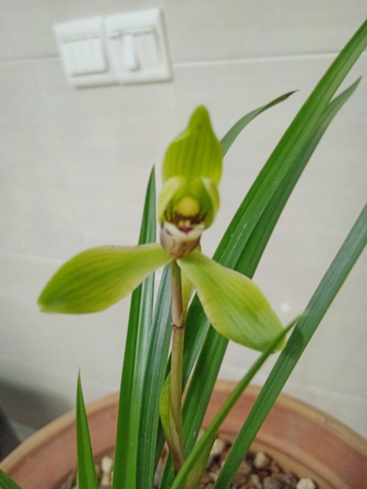 y颖