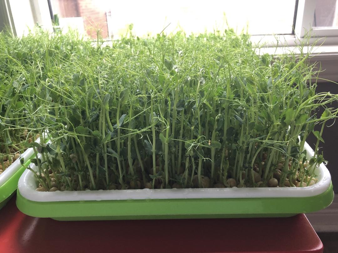 一次成功简单水培豌豆苗