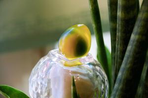 琉璃鹌鹑皮蛋（松花蛋）的做法 步骤15