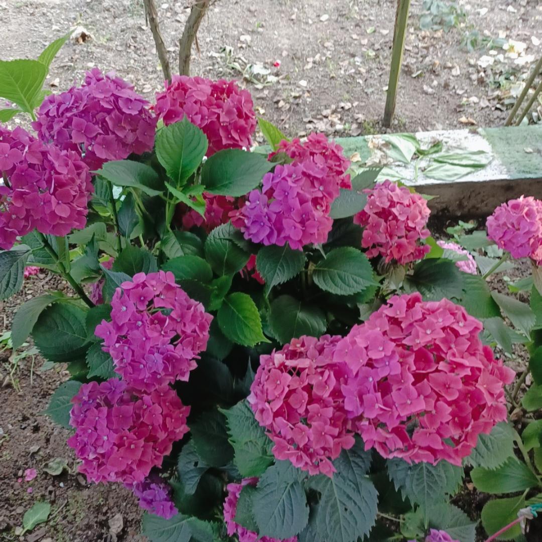 芳姐烘焙
