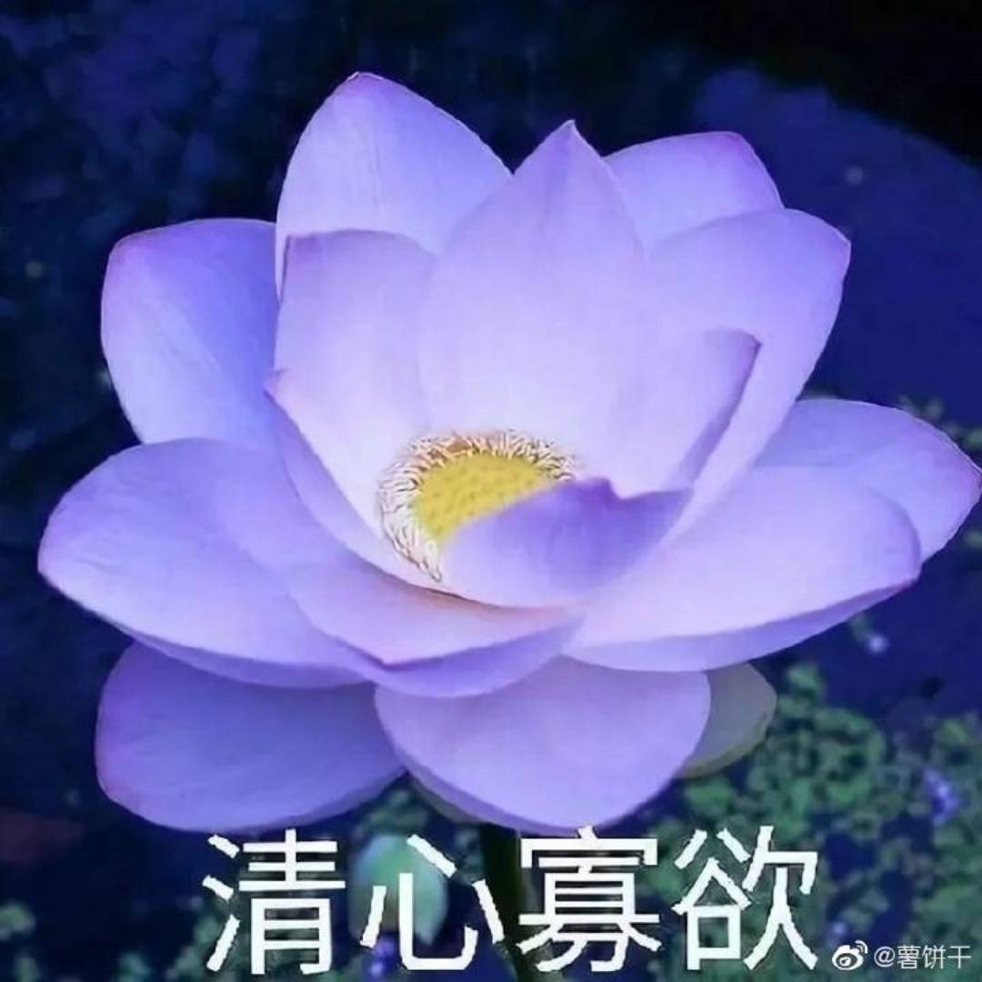 菠萝忠实粉