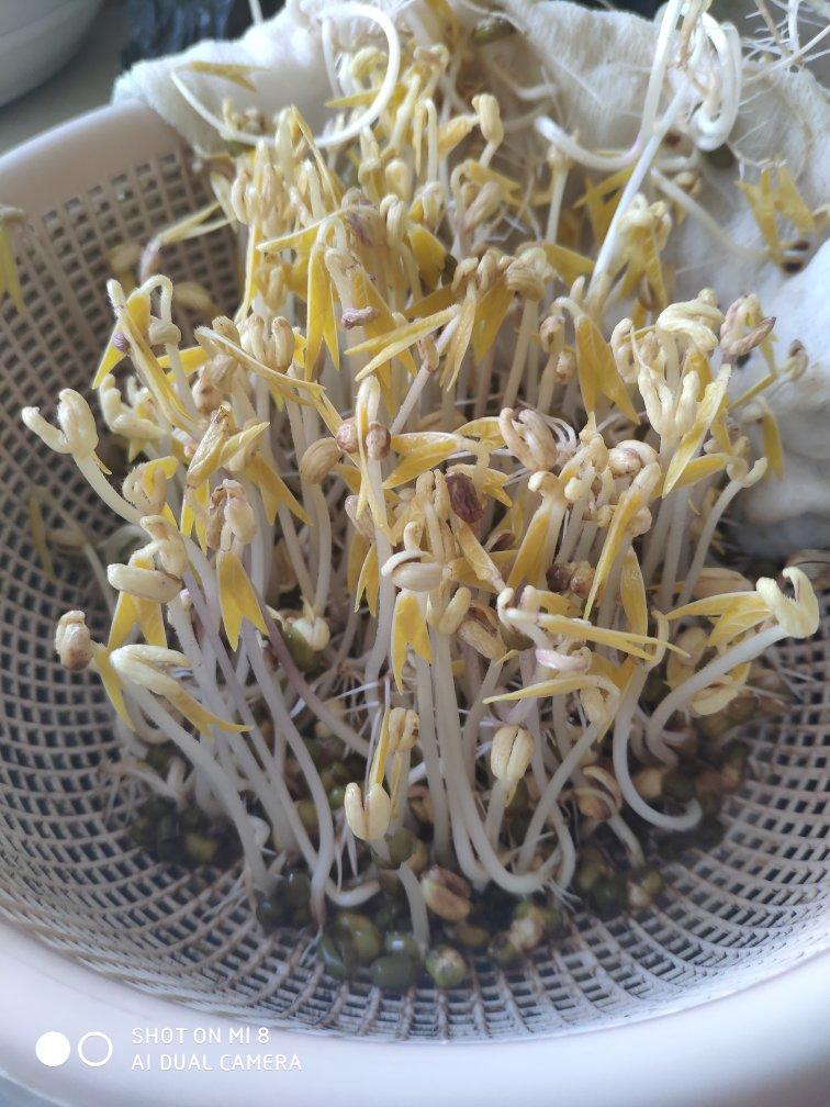 最简单的自发绿豆芽(无添加)