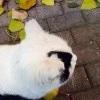 吃草小火龙弟