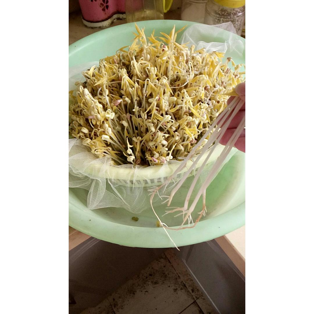 自制豆芽