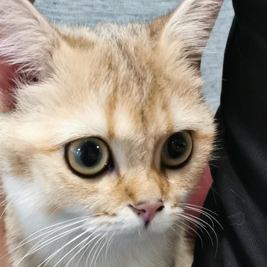 爱吃蔬菜的小猫