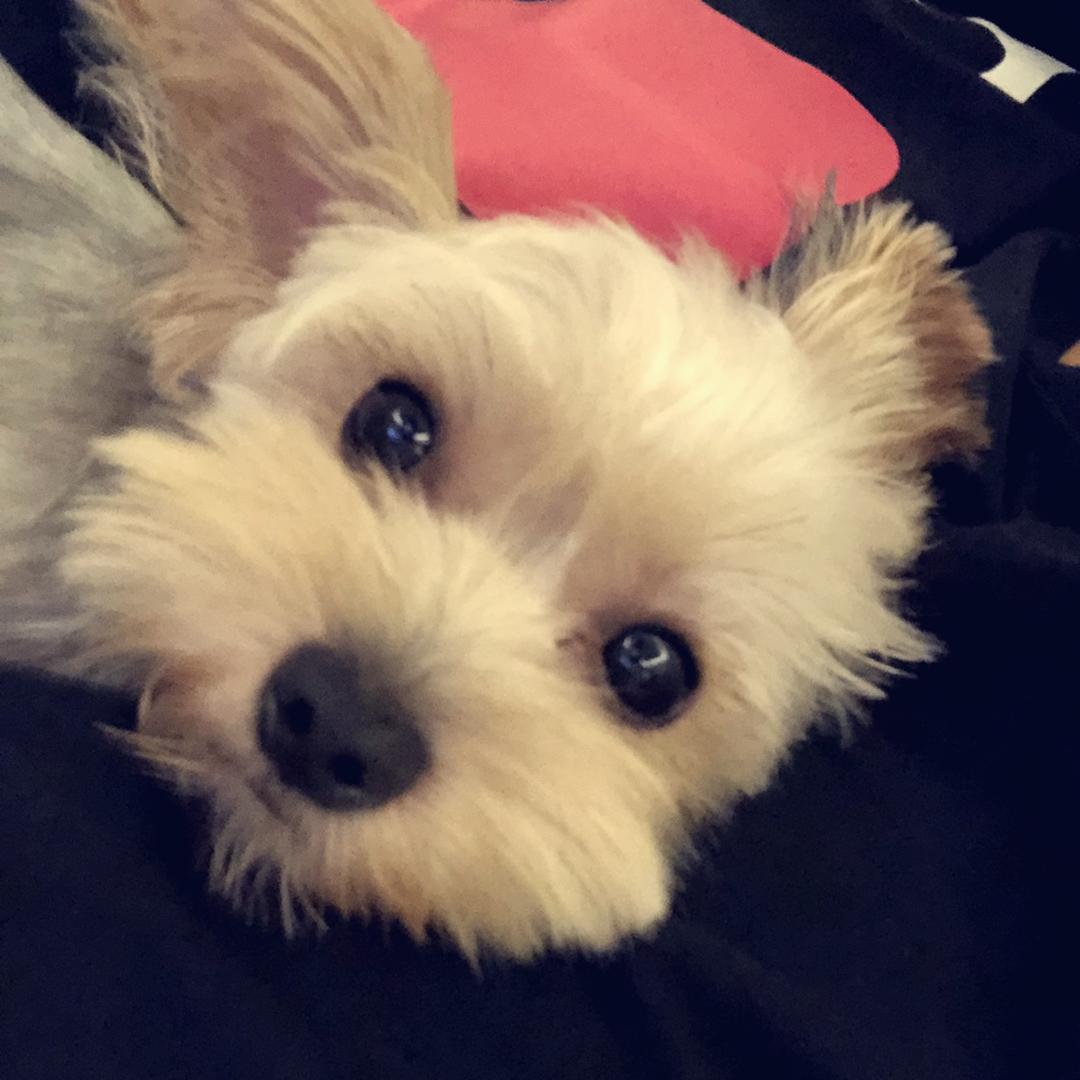 小葵小葵向日葵