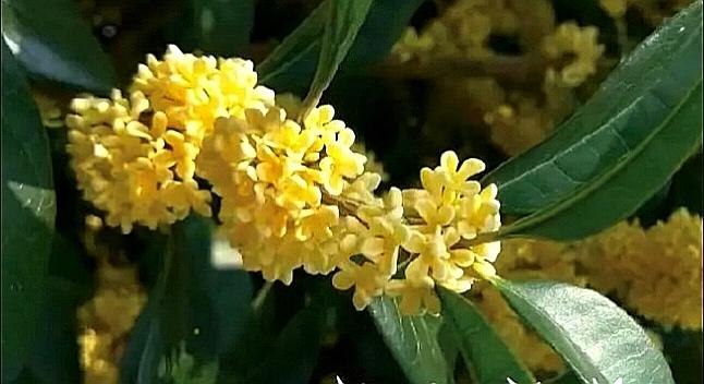 桂花～允斌～山口