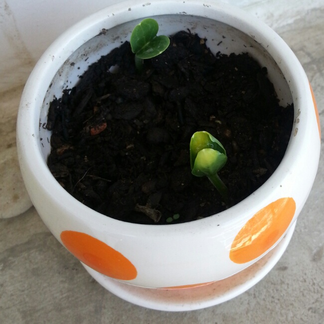 SummerNight小世界