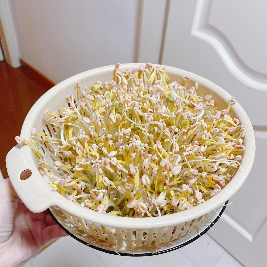 沥水篮发豆芽