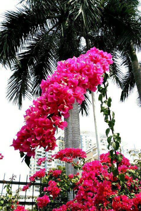 美景、美食、花花草草