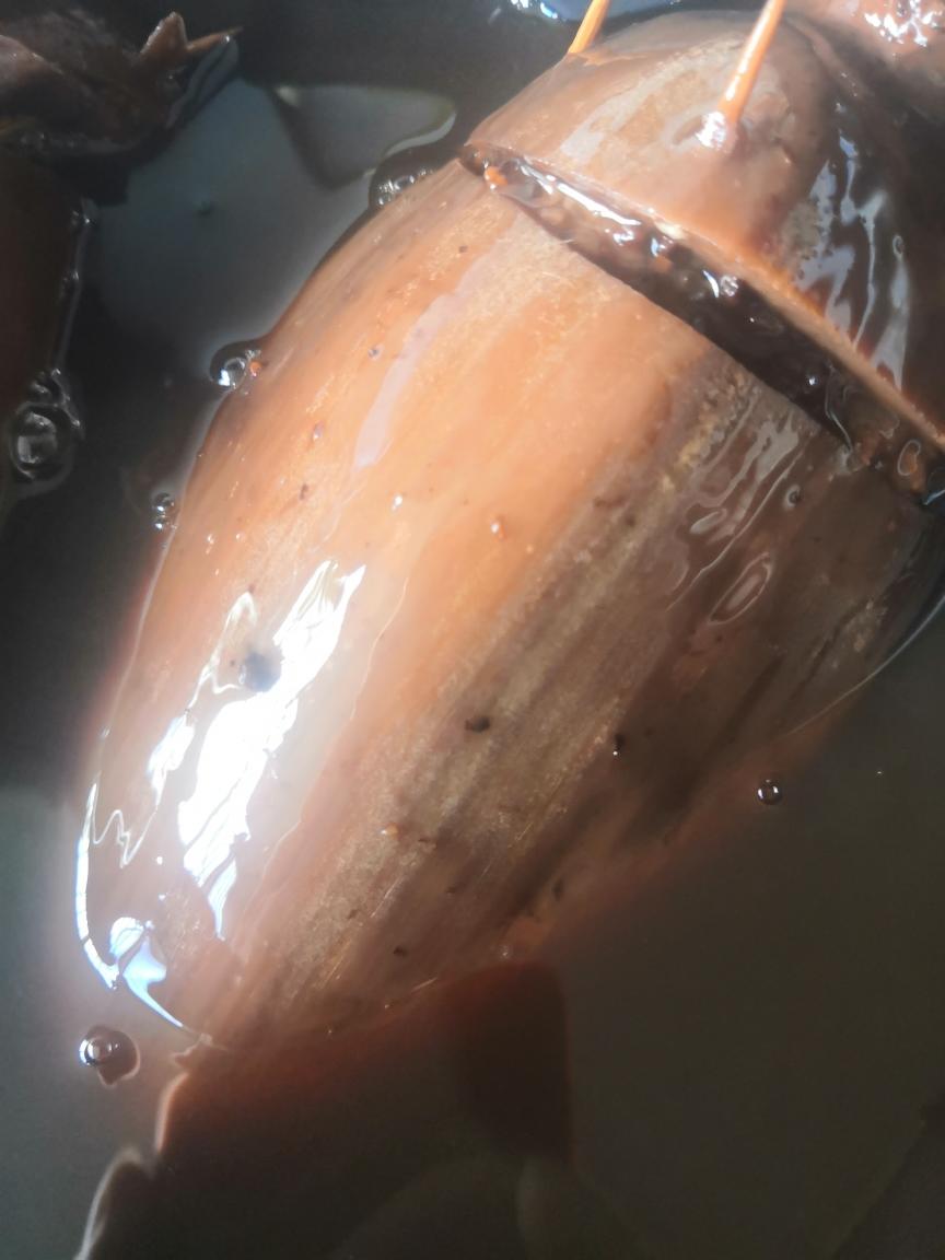 桂花糯米糖藕（上色技巧）