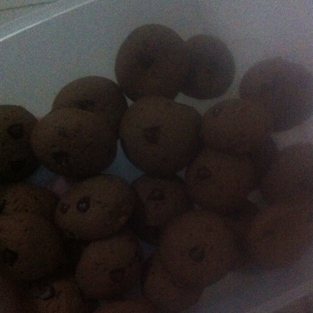 巧克力豆饼干（Chocolate Chip Cookies）