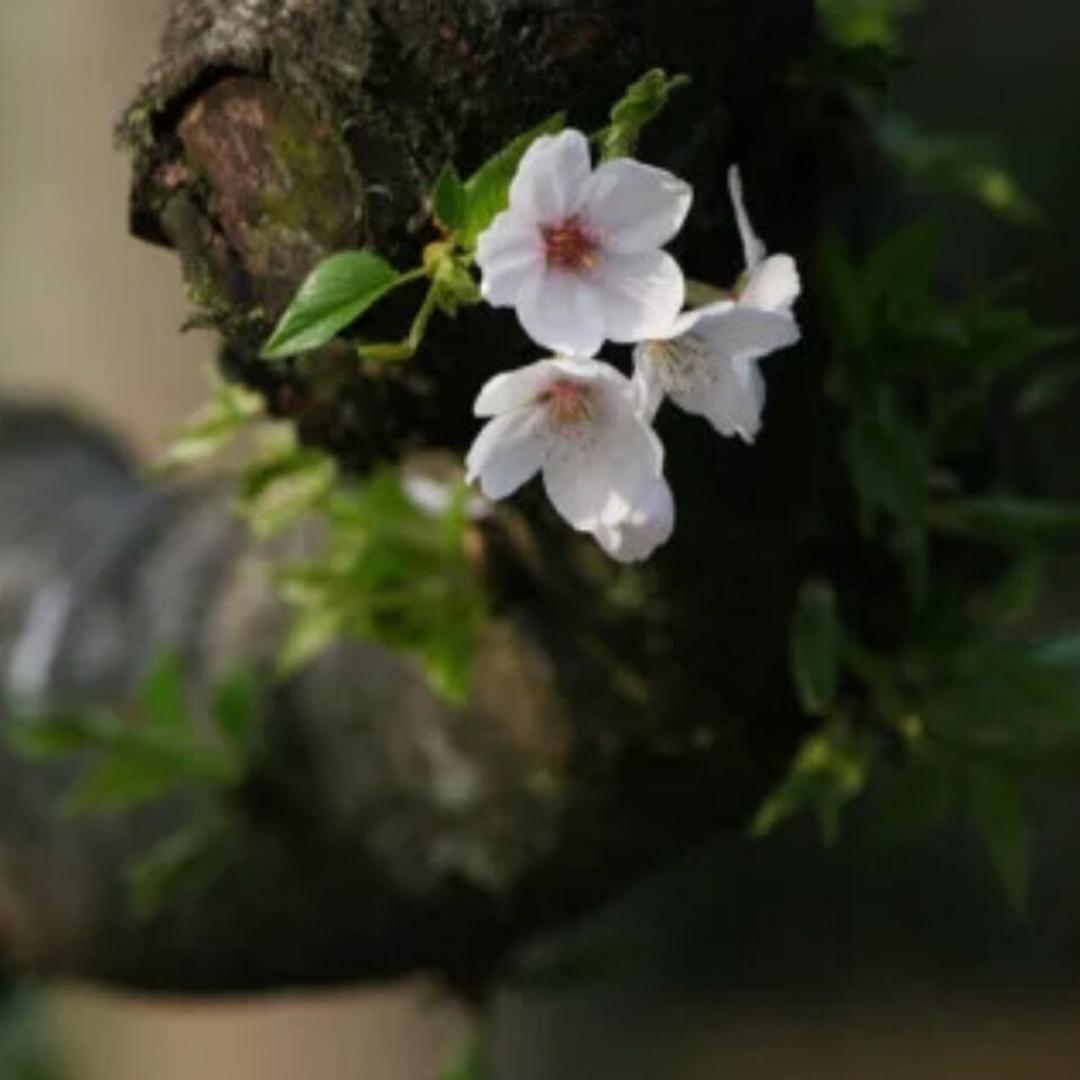 猪猪的花花世界